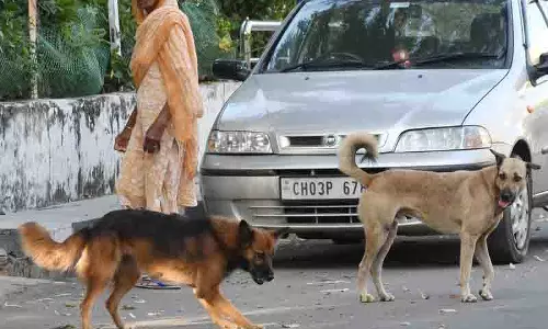 Chandigarh: कुत्तों के काटने के बढ़ते मामलों ने शहर को खतरे में डाला Chandigarh: कुत्तों के काटने के बढ़ते मामलों ने शहर को खतरे में डाला