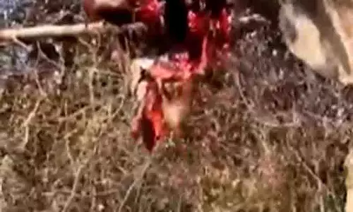 Kangra में शिकारियों ने वन्यजीवों को मारने के लिए विस्फोटकों का इस्तेमाल किया