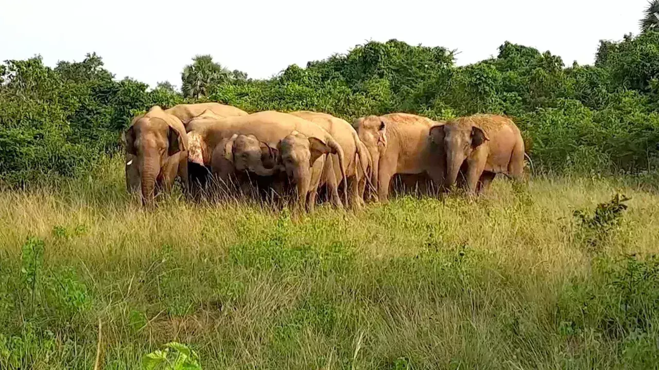 Balrampur: हाथी के हमले से पति पत्नी घायल Balrampur: हाथी के हमले से पति पत्नी घायल