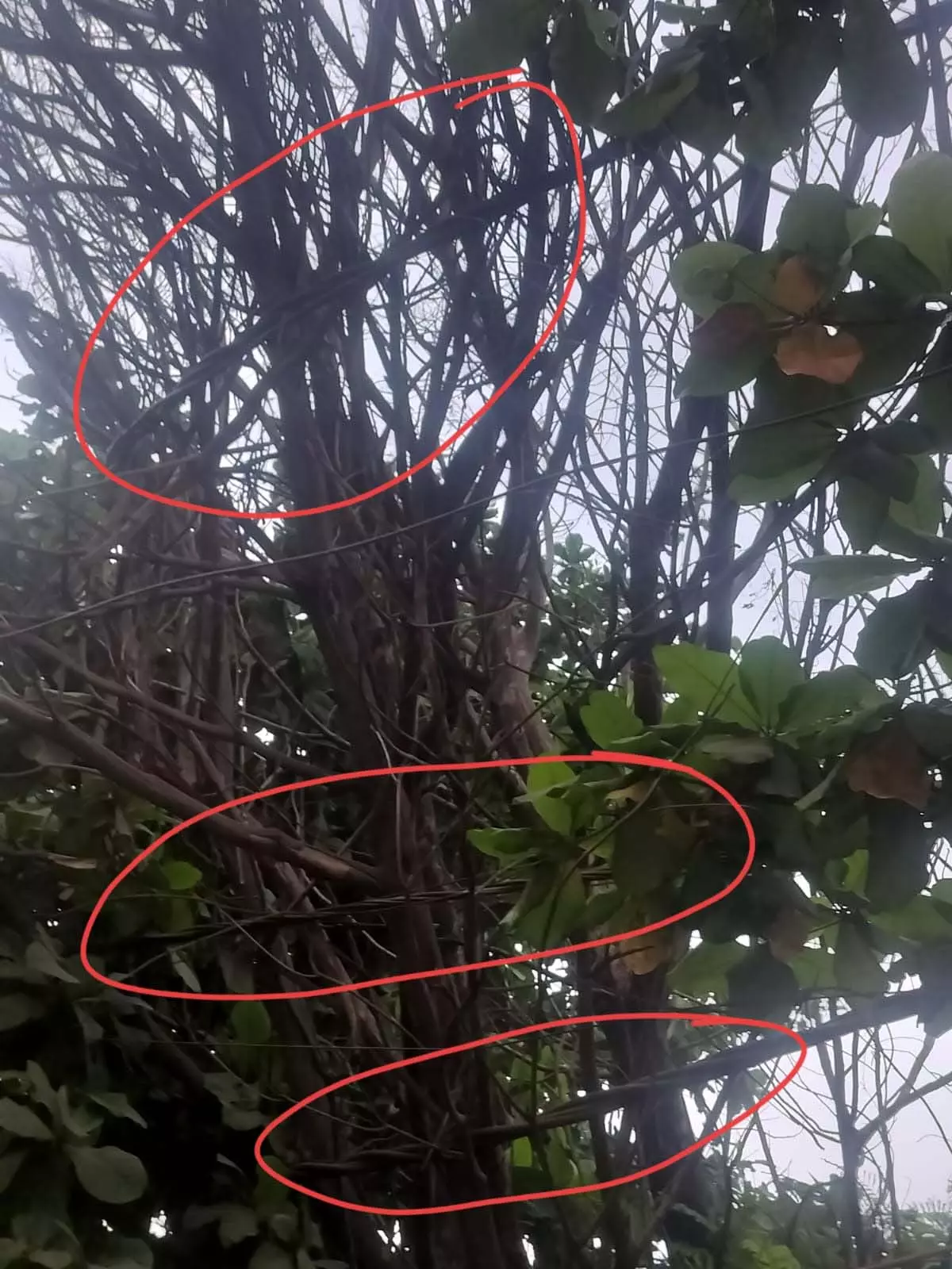 रायपुर : बिजली तार पर लटक रहा सूखा पेड़, आग लगने का खतरा रायपुर : बिजली तार पर लटक रहा सूखा पेड़, आग लगने का खतरा