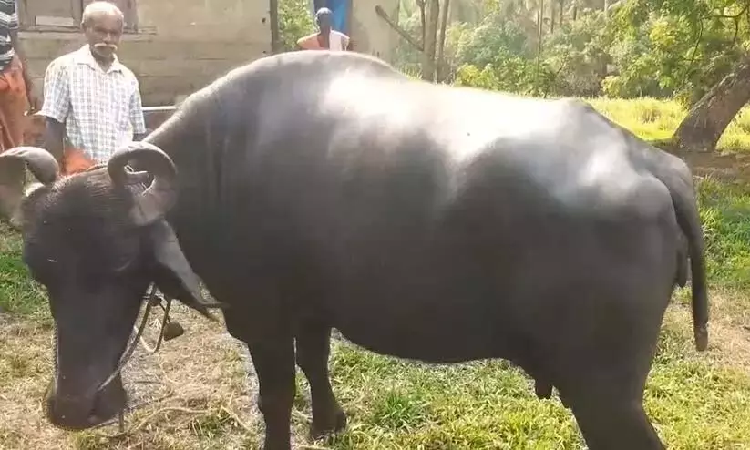 तिरुवल्ला में मूक जानवर से क्रूरता; भैंस की पूंछ काटकर मालिक के घर ले जाया गया तिरुवल्ला में मूक जानवर से क्रूरता; भैंस की पूंछ काटकर मालिक के घर ले जाया गया