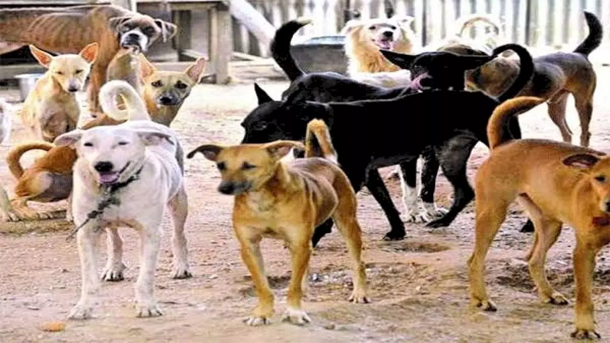 Bhopal: अस्पतालों और उसके आसपास आवारा कुत्तों की मौजूदगी राज्य में गहन बहस का विषय बनी Bhopal: अस्पतालों और उसके आसपास आवारा कुत्तों की मौजूदगी राज्य में गहन बहस का विषय बनी