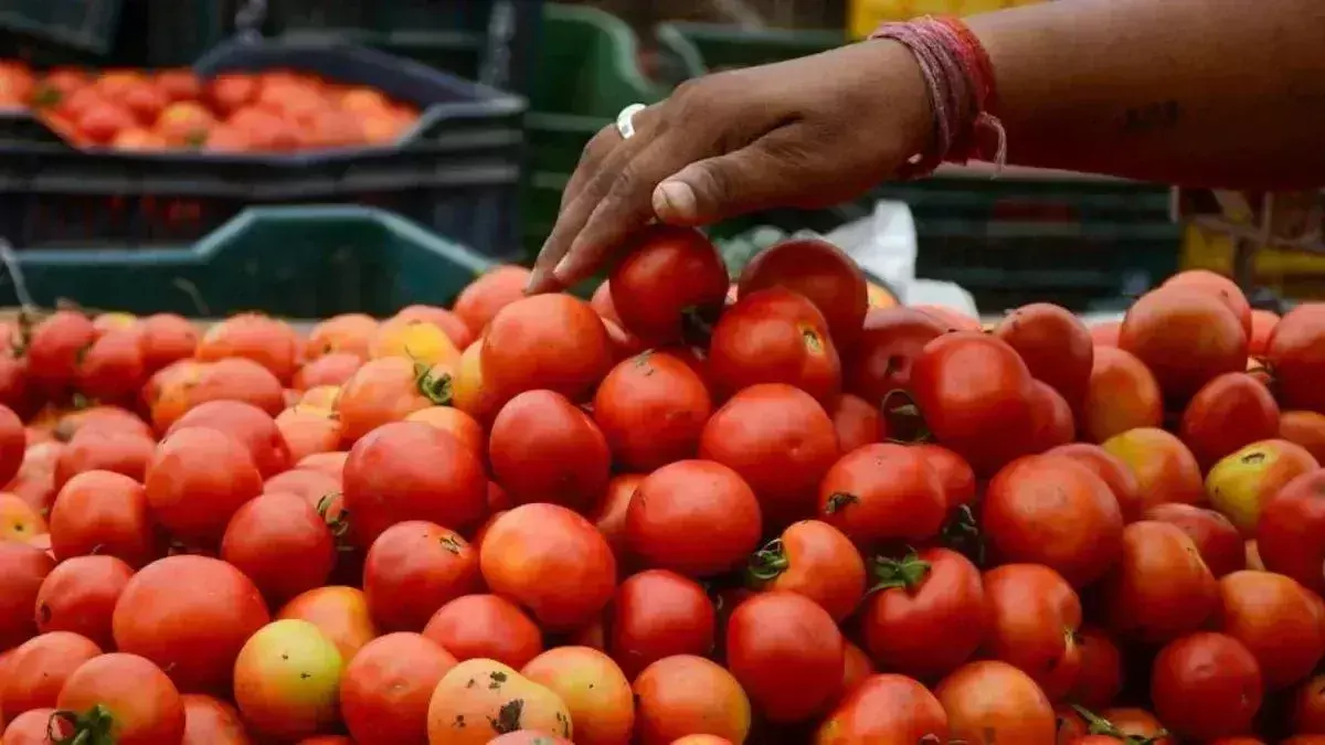 Jabalpur: टमाटर के दाम गिरने से किसानों की बेबसी, एमपी में फ्री में बांटने का ऐलान Jabalpur: टमाटर के दाम गिरने से किसानों की बेबसी, एमपी में फ्री में बांटने का ऐलान