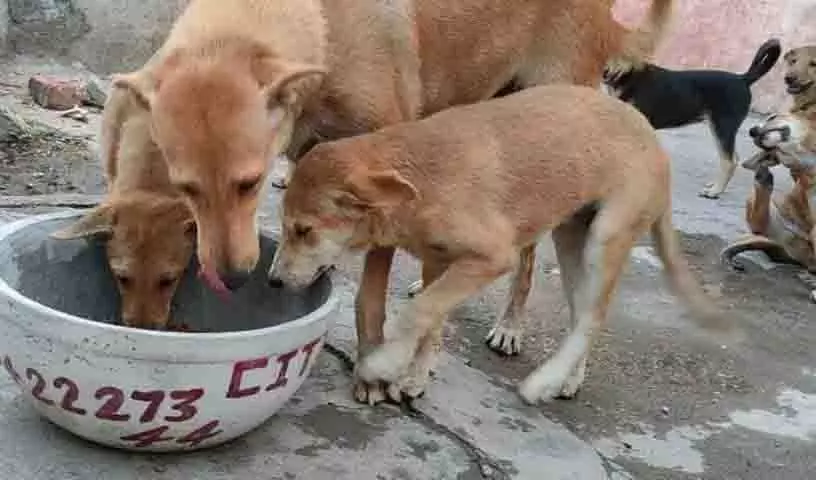 Humane वर्ल्ड फॉर एनिमल्स इंडिया ने लोगों से जानवरों को गर्मी से बचाने का आग्रह किया Humane वर्ल्ड फॉर एनिमल्स इंडिया ने लोगों से जानवरों को गर्मी से बचाने का आग्रह किया