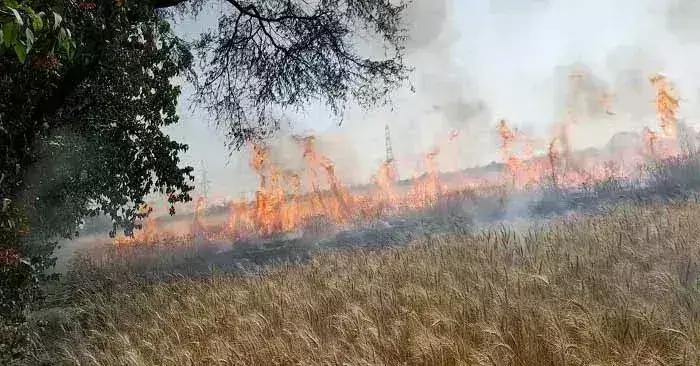 Ballia: आग लगने से पांच बीघा गेहूं की फसल जलकर राख हुई Ballia: आग लगने से पांच बीघा गेहूं की फसल जलकर राख हुई