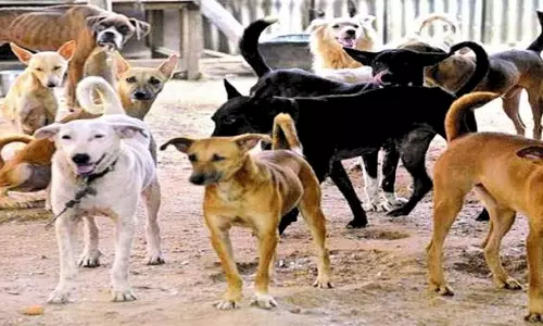 Bhopal: अस्पतालों और उसके आसपास आवारा कुत्तों की मौजूदगी राज्य में गहन बहस का विषय बनी Bhopal: अस्पतालों और उसके आसपास आवारा कुत्तों की मौजूदगी राज्य में गहन बहस का विषय बनी