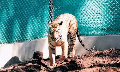 Odisha: बाघिन जीनत ने बाड़े में पूरे किए तीन महीने Odisha: बाघिन जीनत ने बाड़े में पूरे किए तीन महीने