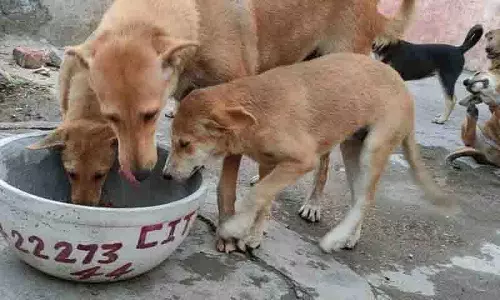 Humane वर्ल्ड फॉर एनिमल्स इंडिया ने लोगों से जानवरों को गर्मी से बचाने का आग्रह किया Humane वर्ल्ड फॉर एनिमल्स इंडिया ने लोगों से जानवरों को गर्मी से बचाने का आग्रह किया