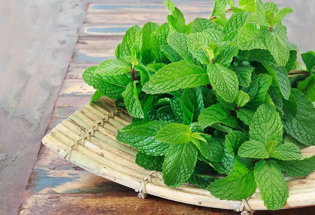 बदल रहा मौसम काम आएगा पुदीना, भीनी सुगंध वाले हर्ब के जानें लाभ बदल रहा मौसम काम आएगा पुदीना, भीनी सुगंध वाले हर्ब के जानें लाभ