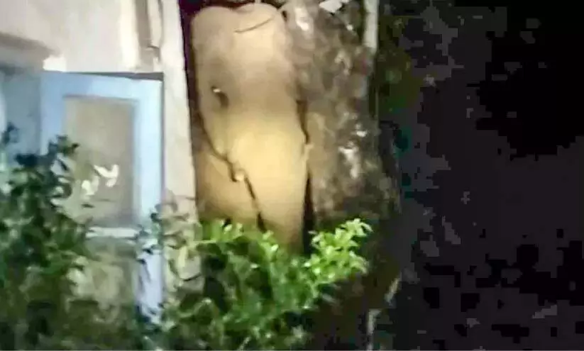 Kerala : धान के खेतों की ओर जंगली हाथियों को जंगल में खदेड़ने की मांग Kerala : धान के खेतों की ओर जंगली हाथियों को जंगल में खदेड़ने की मांग