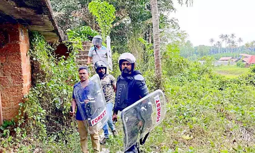 बाघ का खतरा; चालाकुडी में तलाश जारी बाघ का खतरा; चालाकुडी में तलाश जारी