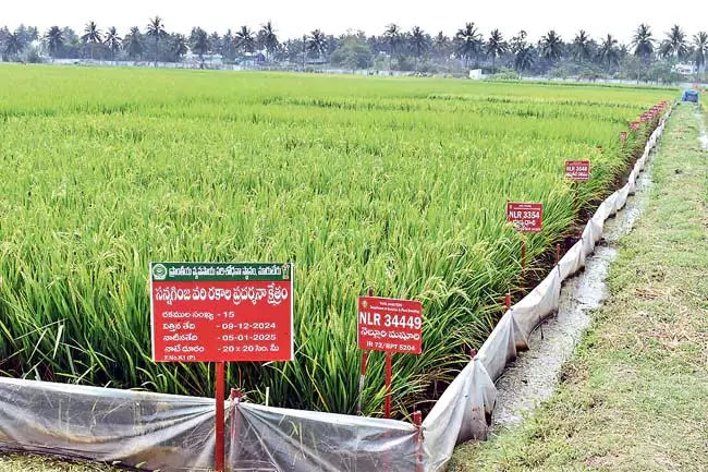 Andhra : चावल की बौनी किस्मों के प्रति किसान काफी रुचि दिखा रहे Andhra : चावल की बौनी किस्मों के प्रति किसान काफी रुचि दिखा रहे