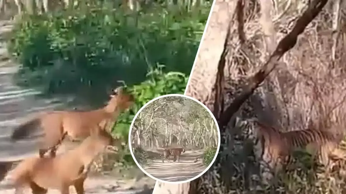 जंगल ढोल और बाघ के बीच जबरदस्त मुकाबला, देखें VIDEO जंगल ढोल और बाघ के बीच जबरदस्त मुकाबला, देखें VIDEO