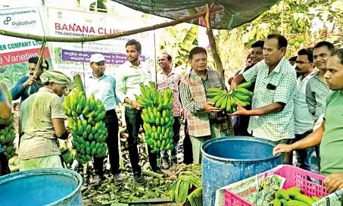 Odisha: पहली बार दुबई के लिए केले का निर्यात किया गया