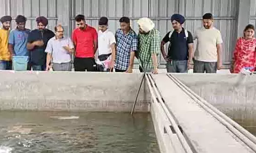Punjab में सालाना 1.81 लाख टन मछली उत्पादन