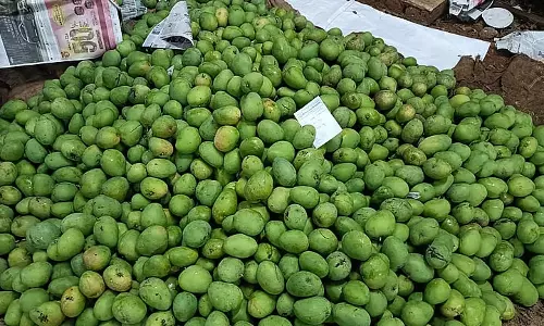 Odisha: कम बारिश से कोरापुट में आम की खेती खतरे में