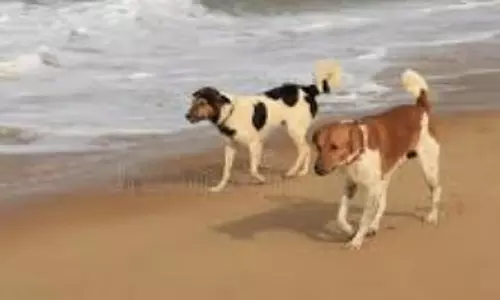 आवारा कुत्तों की समस्या से निपटने के लिए Goa में तटीय क्षेत्र नसबंदी शिविर 2025 का शुभारंभ किया