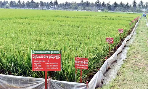 Andhra : चावल की बौनी किस्मों के प्रति किसान काफी रुचि दिखा रहे