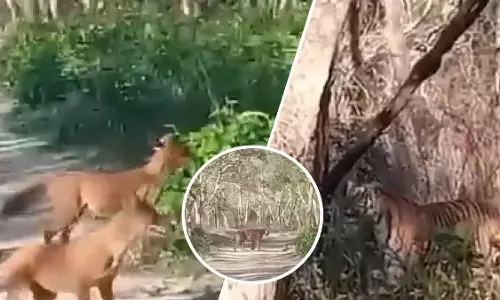 जंगल ढोल और बाघ के बीच जबरदस्त मुकाबला, देखें VIDEO जंगल ढोल और बाघ के बीच जबरदस्त मुकाबला, देखें VIDEO