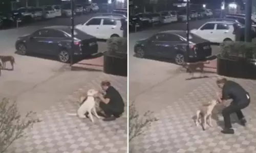 आवारा कुत्ते ने सोसायटी गेट पर बुजुर्ग सुरक्षा गार्ड पर किया हमला, देखें VIDEO