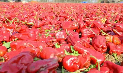 वारंगल की चपाता मिर्च GI टैग पाने वाला तेलंगाना का पहला बागवानी उत्पाद है वारंगल की चपाता मिर्च GI टैग पाने वाला तेलंगाना का पहला बागवानी उत्पाद है