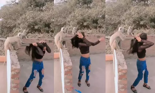 डांस रील बना रही थी लड़की, बंदर ने खींच दिए बाल, VIDEO डांस रील बना रही थी लड़की, बंदर ने खींच दिए बाल, VIDEO