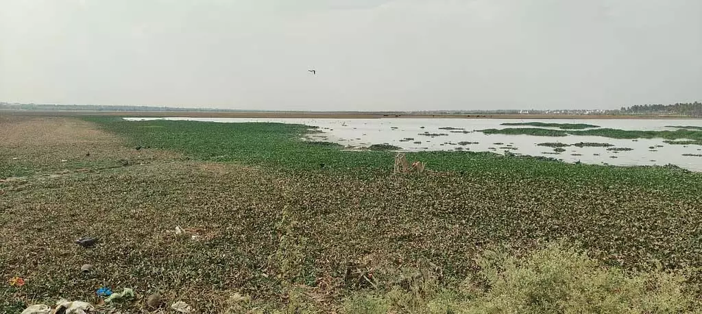 डोड्डा केरे सूख रहा है: होसकोटे पानी की कमी का सामना कर रहा डोड्डा केरे सूख रहा है: होसकोटे पानी की कमी का सामना कर रहा