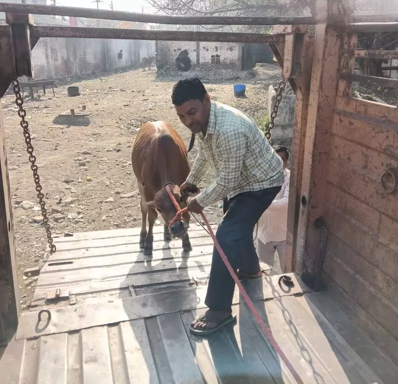 Haryana : यमुनानगर-जगाधरी एमसी द्वारा पकड़े गए आवारा मवेशियों के नौ सिर Haryana : यमुनानगर-जगाधरी एमसी द्वारा पकड़े गए आवारा मवेशियों के नौ सिर