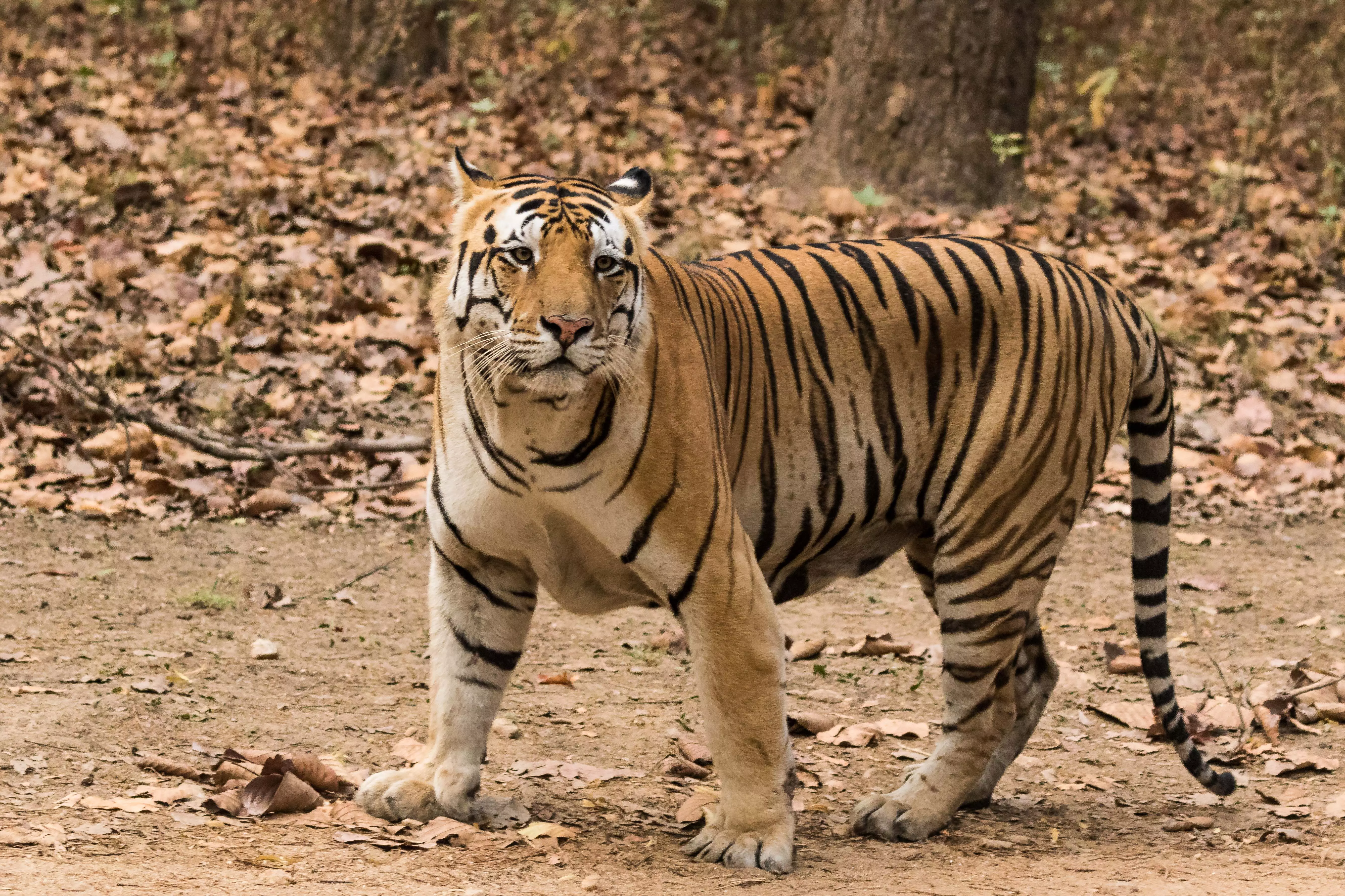 परकलाई में फिर बाघ का खौफ; स्थानीय लोग बाहर जाने से डरते परकलाई में फिर बाघ का खौफ; स्थानीय लोग बाहर जाने से डरते