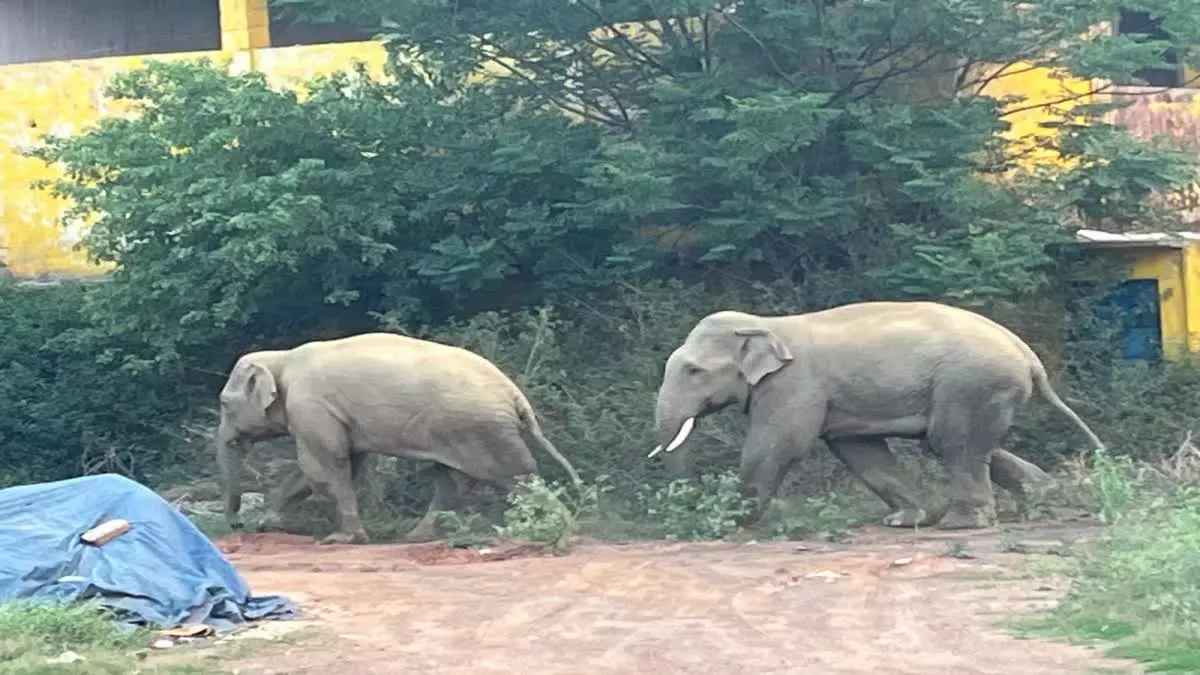 Ranchi: जंगली हाथियों की दस्तक से दहशत में ग्रामीण Ranchi: जंगली हाथियों की दस्तक से दहशत में ग्रामीण