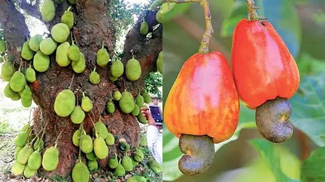 Tamil Nadu: कटहल, काजू सहित 6 वस्तुओं को भौगोलिक संकेत Tamil Nadu: कटहल, काजू सहित 6 वस्तुओं को भौगोलिक संकेत