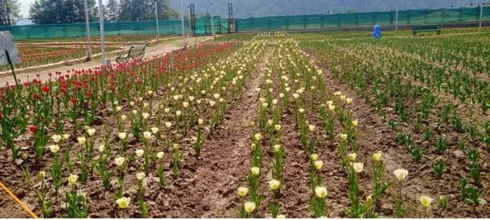 Jammu: सनासर ट्यूलिप गार्डन पर्यटकों को आकर्षित कर रहा Jammu: सनासर ट्यूलिप गार्डन पर्यटकों को आकर्षित कर रहा