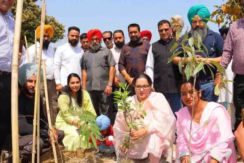 Amritsar: मियावाकी वन जनता के लिए खुला Amritsar: मियावाकी वन जनता के लिए खुला