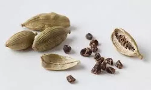 Health: सुबह-सुबह पिएं इस हरे मसाले का पानी, स्वास्थ्य संबंधी समस्याएं होंगी दूर Health: सुबह-सुबह पिएं इस हरे मसाले का पानी, स्वास्थ्य संबंधी समस्याएं होंगी दूर