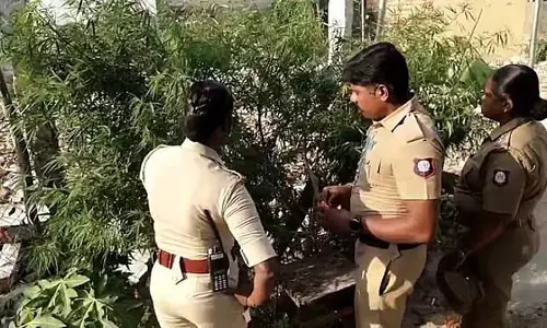 थूथुकुडी में घर पर भांग के पौधे उगाना: पुलिस जांच कर रही