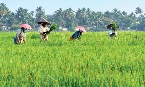 धान खरीद में सरकार के FAQ मानदंड से किसान चिंतित