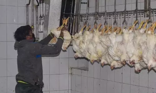 H5N1 से एक बच्चे की मौत के बाद लोग चिकन खाने से कतराने लगे