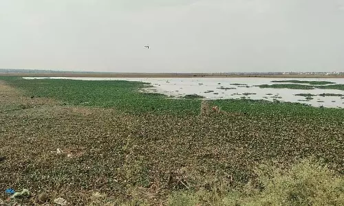 डोड्डा केरे सूख रहा है: होसकोटे पानी की कमी का सामना कर रहा डोड्डा केरे सूख रहा है: होसकोटे पानी की कमी का सामना कर रहा
