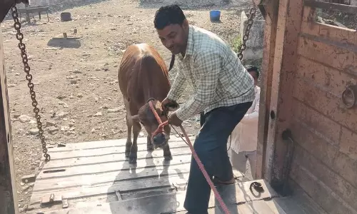 Haryana :  यमुनानगर-जगाधरी एमसी द्वारा पकड़े गए आवारा मवेशियों के नौ सिर