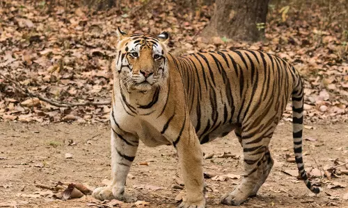 परकलाई में फिर बाघ का खौफ; स्थानीय लोग बाहर जाने से डरते