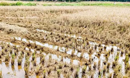 तालाब का पानी खेत में छोड़ दिया गया; किसान 25 एकड़ धान की कटाई नहीं कर पाए
