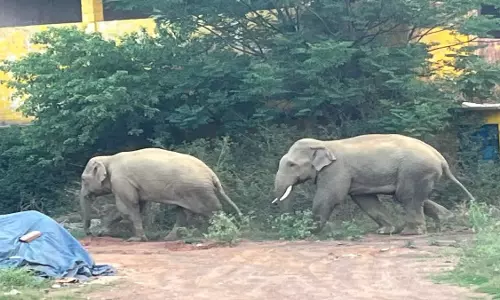 Ranchi: जंगली हाथियों की दस्तक से दहशत में ग्रामीण Ranchi: जंगली हाथियों की दस्तक से दहशत में ग्रामीण