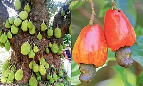 Tamil Nadu: कटहल, काजू सहित 6 वस्तुओं को भौगोलिक संकेत