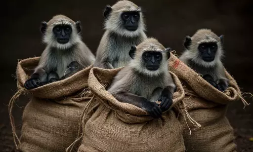 हादसे का शिकार हुई कार, बोरियों के अंदर ठूंस-ठूंसकर लंगूर भरे दिखे