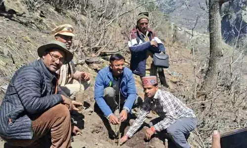 Pangi में लगाए जाएंगे 5000 हेज़लनट, चिलगोजा के पौधे Pangi में लगाए जाएंगे 5000 हेज़लनट, चिलगोजा के पौधे