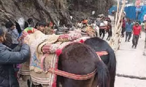 Dehradun: इक्वाइन इन्फ्लुएंजा का खतरा, सरकार ने घोड़े-खच्चरों की स्वास्थ्य जांच को किया अनिवार्य