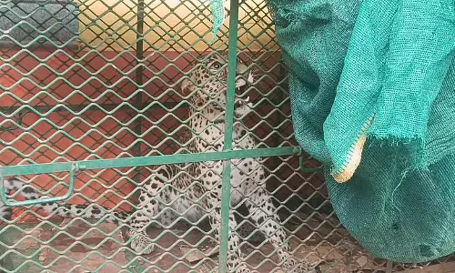 हरमल नानोस्कर Wada में वन विभाग द्वारा एक वर्षीय तेंदुए को जाल में पकड़ा गया हरमल नानोस्कर Wada में वन विभाग द्वारा एक वर्षीय तेंदुए को जाल में पकड़ा गया