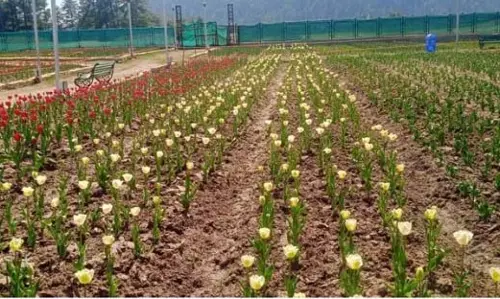 Jammu: सनासर ट्यूलिप गार्डन पर्यटकों को आकर्षित कर रहा Jammu: सनासर ट्यूलिप गार्डन पर्यटकों को आकर्षित कर रहा