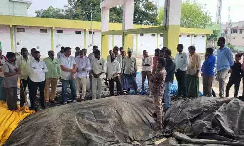 सूरजमुखी क्रय केंद्र फिर से खोलें, Siddipet के किसानों की मांग
