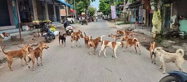 आवारा कुत्तों-मवेशियों के बीच टकराव से निपटने के लिए अलग नीति की घोषणा: Minister आवारा कुत्तों-मवेशियों के बीच टकराव से निपटने के लिए अलग नीति की घोषणा: Minister